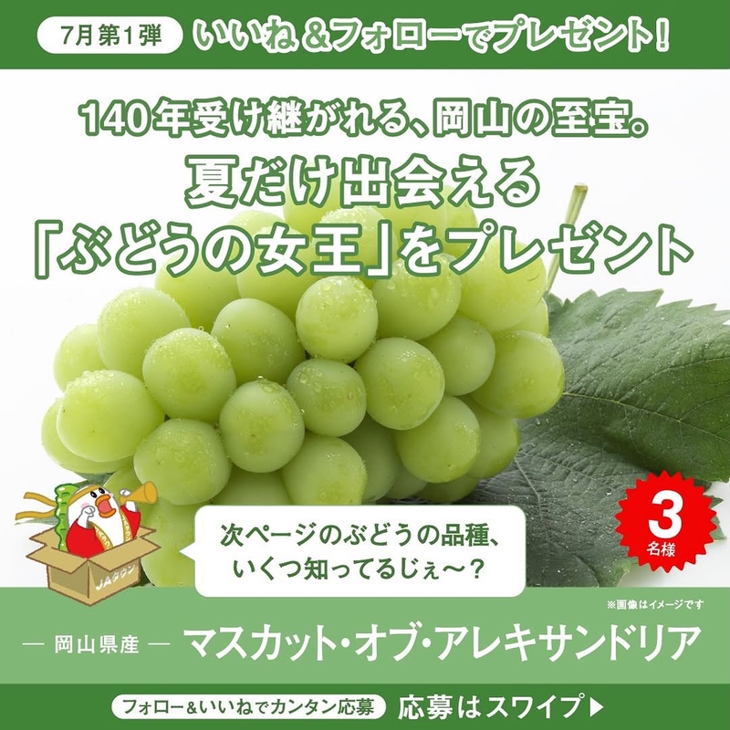 岡山県産 マスカット・オブ・アレキサンドリア（1房）